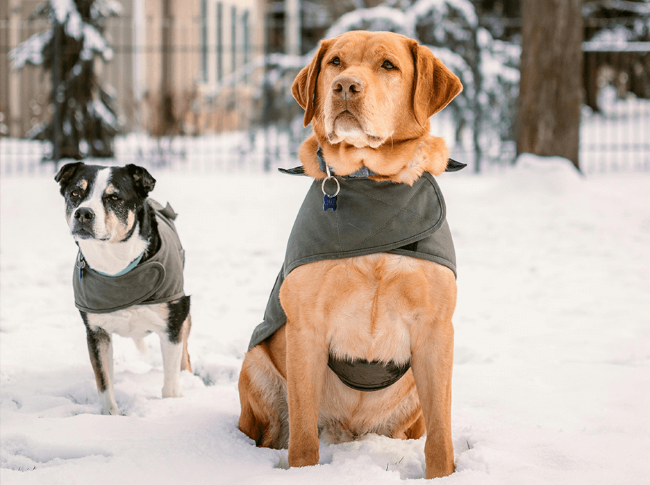 Fun at the Dog Park in the Snow: What to Keep in Mind When Taking Your Canine Companion out This Winter